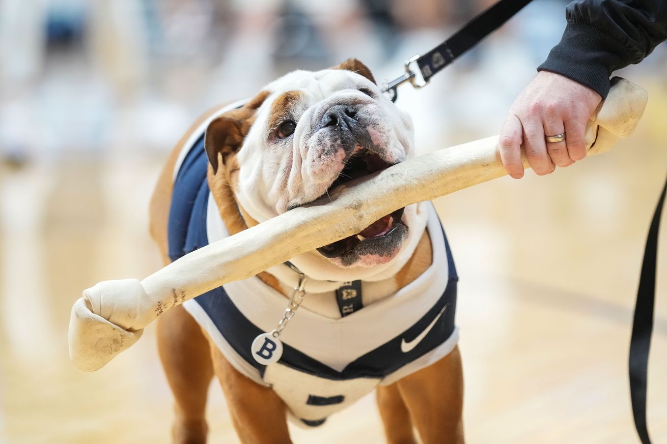 Butler Blue the IV chomps on a bone Wednesday, Oct. 30, 2024, during the game at Hinkle Fieldhouse at Butler University in Indianapolis.